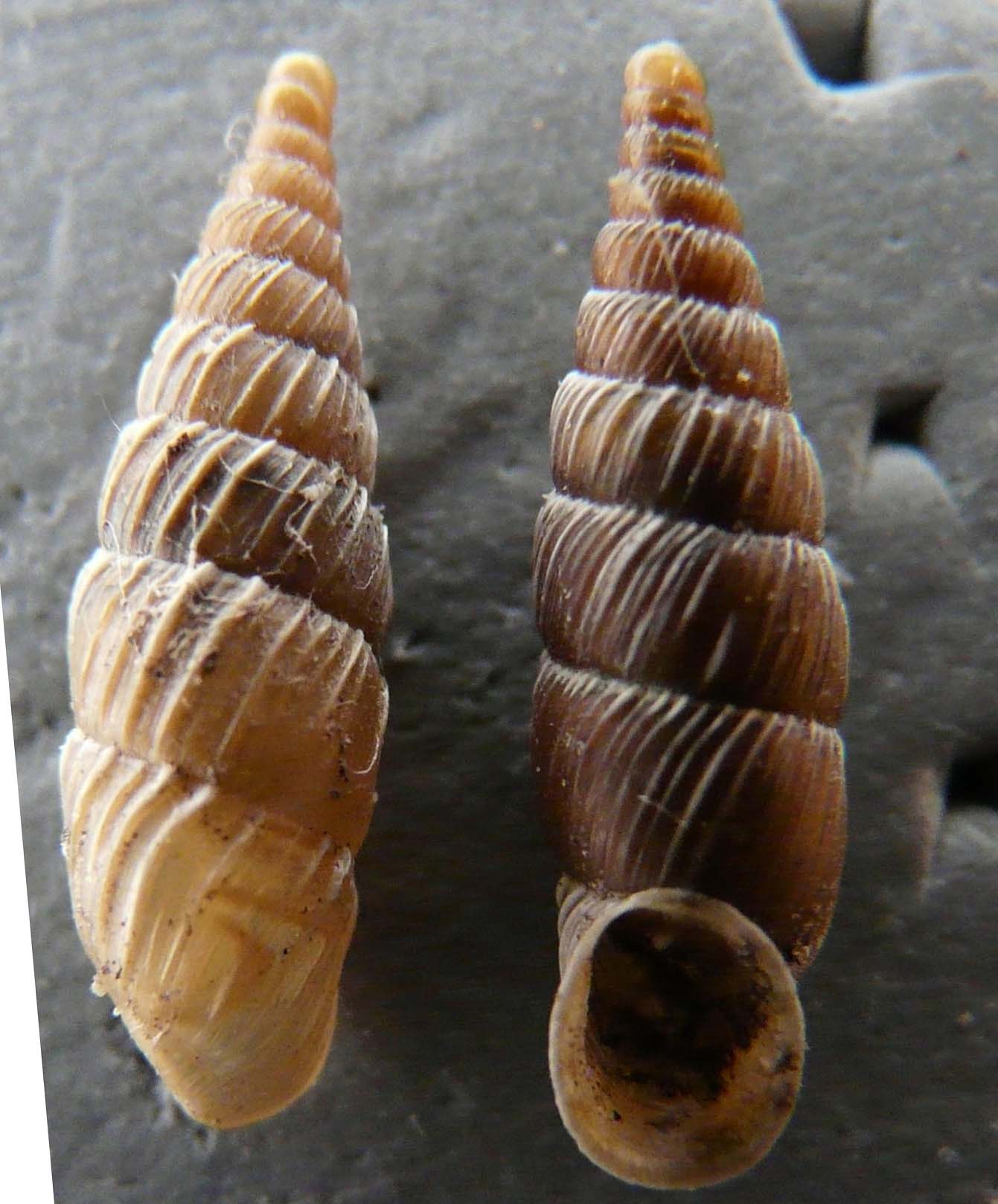 Charpentieria stenzii letochana (Gredler, 1874)